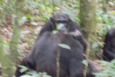 4 Day Golden Monkeys Bwindi Gorillas Wildlife and Chimps Trek - The Bwindi gorilla day: dense forest, strict rules, big payoff