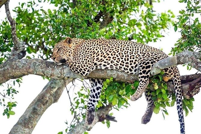 4 Day Golden Monkeys Bwindi Gorillas Wildlife and Chimps Trek - Who this 4-day route is best for