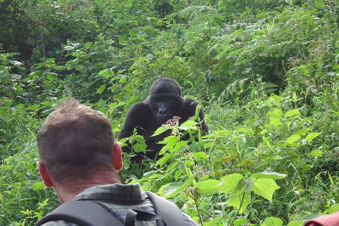4-Day Gorilla & Chimpanzee Trekking Luxury Fly-in Tour in Uganda - What the Fly-In Route Changes (And Why It Matters)