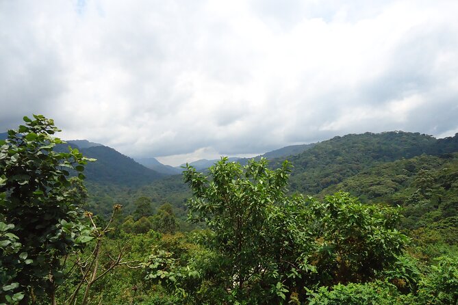 4-Day Gorilla & Chimpanzee Trekking Luxury Fly-in Tour in Uganda - Day 1: Entebbe to Kibale for Chimpanzee Trekking