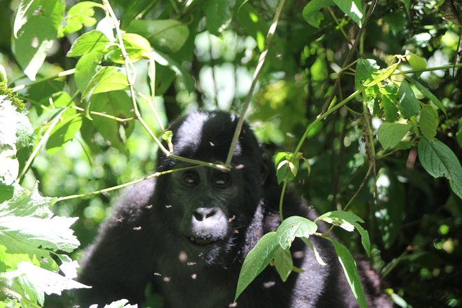 4 Day Gorilla Trekking & Golden Monkeys - Why Bwindi plus Mgahinga works so well for gorillas and golden monkeys