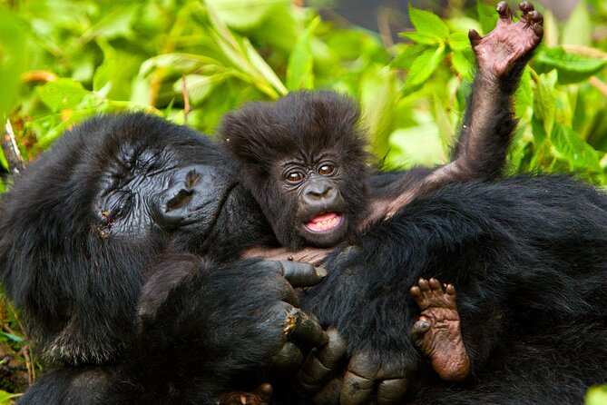 4 Day Gorilla Trekking & Golden Monkeys - Getting into Bwindi: the 8-hour drive to Rushaga and overnight reset