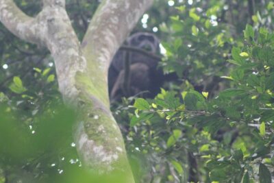 4 Day Gorilla Trekking & Golden Monkeys - The Entebbe handoff: pickup, private group, and a 7:00 am start