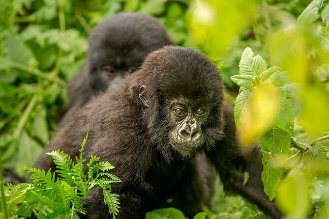4 Day Gorilla Trekking & Golden Monkeys - Lake Mutanda to Mgahinga: switching gears for golden monkey trekking