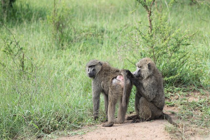 4 Day Gorilla Trekking & Golden Monkeys - Return to Entebbe with an equator stop: a long day that closes cleanly