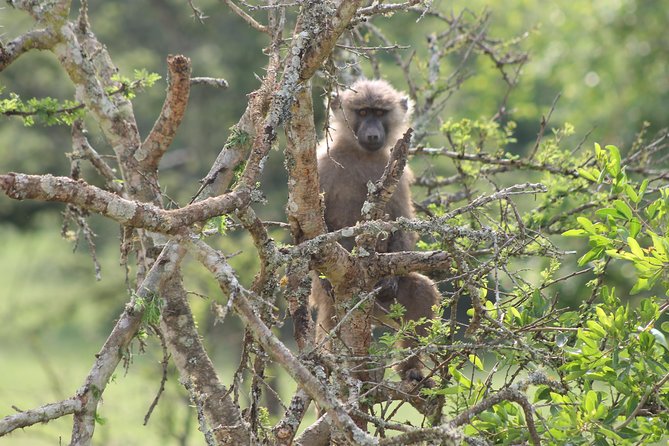 4 Day Gorilla Trekking & Golden Monkeys - Price and value: is $2,500 per person fair for this primate program?
