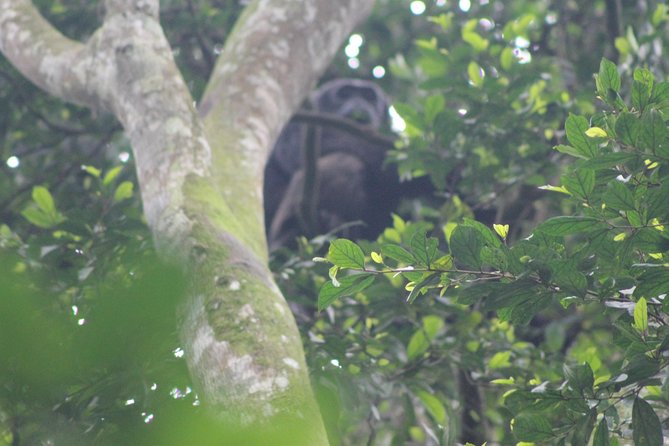 4 Day Gorilla Trekking & Golden Monkeys - The Entebbe handoff: pickup, private group, and a 7:00 am start