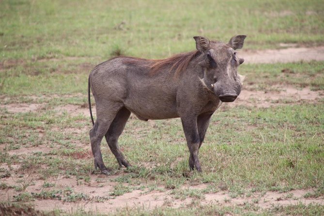 4-Day Gorillas, Wildlife and Chimpanzee Trek at Kalinzu Forest - Key things that make this trip worth a closer look