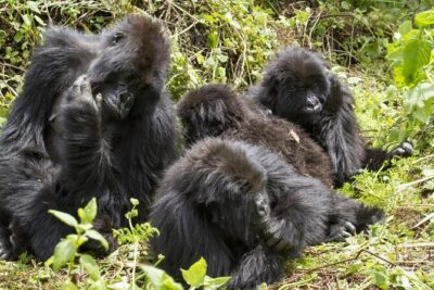 4-Day Gorillas, Wildlife and Chimpanzee Trek at Kalinzu Forest - Entering Bwindi: the gorilla briefing that sets your day up