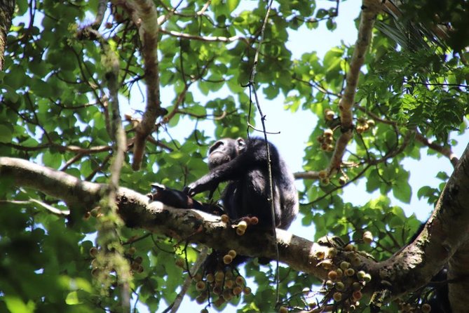4-Day Gorillas, Wildlife and Chimpanzee Trek at Kalinzu Forest - Guides, driving, and the small-group advantage