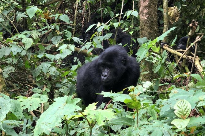 4 Day Gorillas, Wildlife and Chimpanzee Trek at Kibale - How the Kampala/Entebbe to Kibale drive sets up your chimp day