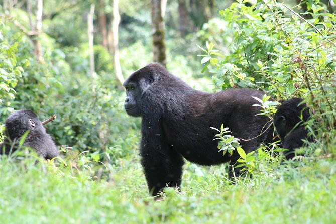 4 Day Gorillas, Wildlife and Chimpanzee Trek at Kibale - Day 4 to Kigali: protect your schedule after a long gorilla walk