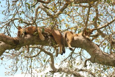 4 Day Gorillas, Wildlife and Chimpanzee Trek at Kibale - Fort Portal crater lakes transfer: a scenic break that actually serves a purpose