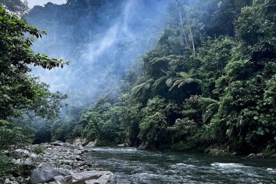 4 Day Jungle Adventure including 2 day trek - Day 2 Trek to Camp 1 Adi Black: orangutan and gibbon country