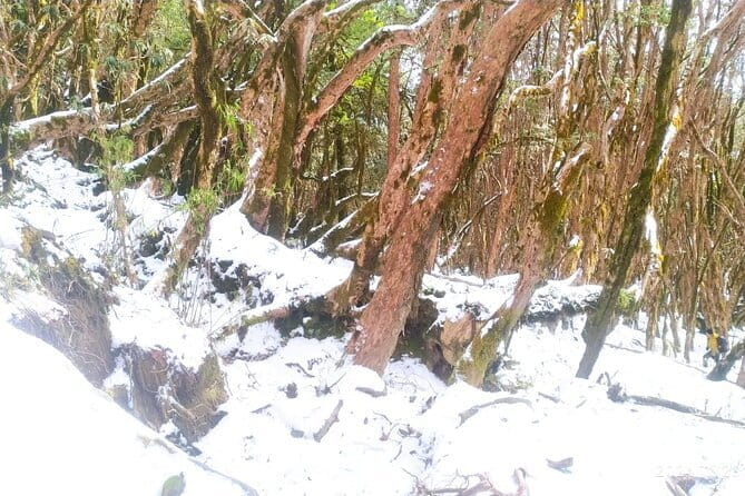4 Day Mardi Himal Base Camp Trek from Pokhara - Why Mardi Himal in 4 Days Works So Well