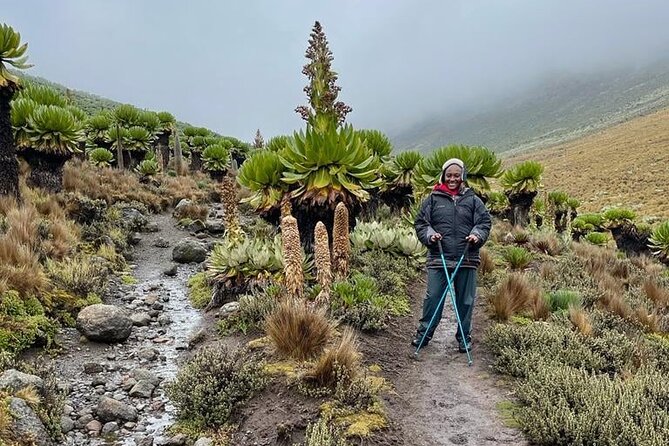 4-Day Mount Kenya Trekking with Pick Up - Who This Trek Fits Best (And Who Should Rethink It)