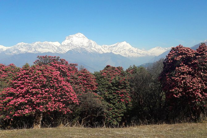 4-Day Private Poon Hill Trekking Tour - Key things I’d highlight before you go