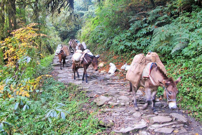 4-Day Private Poon Hill Trekking Tour - Day 2: Ghorepani, rhododendron forests, waterfalls, and quieter hiking