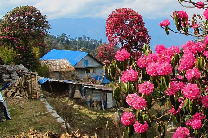4-Day Private Poon Hill Trekking Tour - Guides, pacing, and that small “someone has your back” feeling