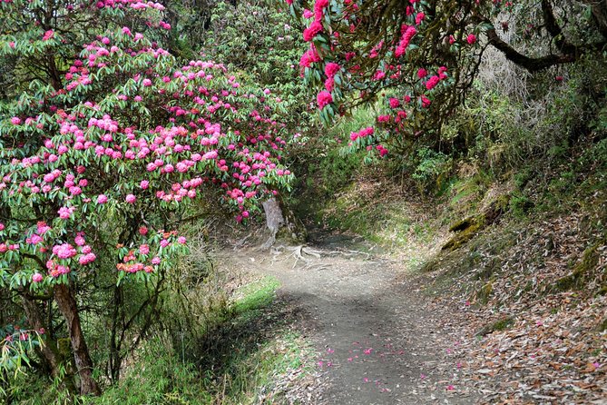 4-Day Private Trekking Experience to Poon Hill and Ghandruk - Day 4: Ghandruk Gurung Village Life, Slate Roof Houses, and the Old Museum