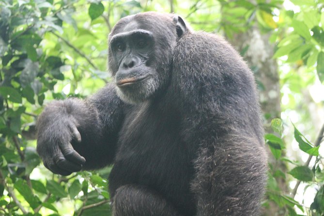 4-Day Uganda Gorilla Trekking and Wildlife Safari - Queen Elizabeth to Bwindi: why this 4-day combo works