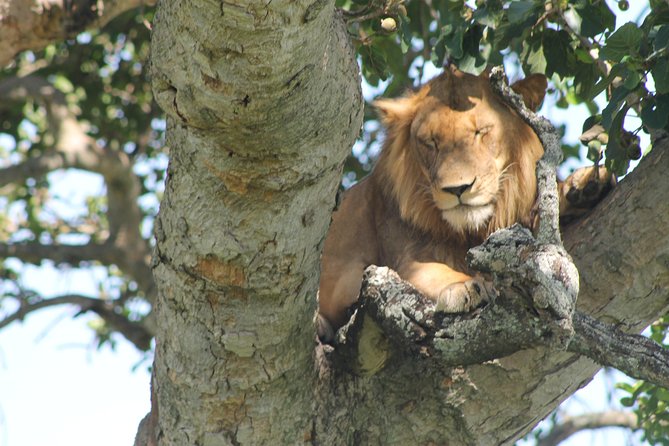 4-Day Uganda Gorilla Trekking and Wildlife Safari - Day 2 in Queen Elizabeth and Ishasha: Kasenyi Tracks and the tree-climbing lion chance