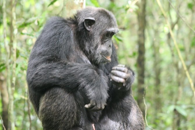 4-Day Uganda Gorilla Trekking and Wildlife Safari - Day 1 in Queen Elizabeth: Equator photos, then Kazinga Channel wildlife