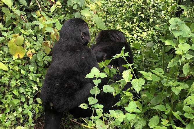 4 Day Uganda Gorilla Trekking Safari with Lake Bunyonyi - What $2,089.24 Per Person Actually Covers (and Why Value Here Is More Than Price)