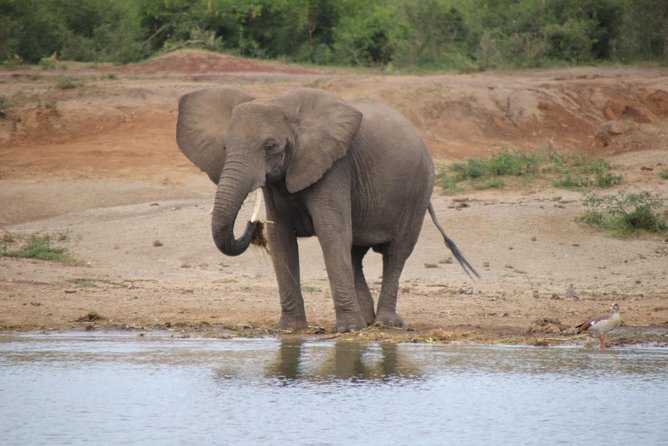4 Day Uganda Gorilla Trekking Safari with Lake Bunyonyi - Guide Quality and Planning: The Difference Between a Tour and a Good Trip