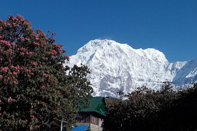 4 Days Amazing Trekking from Pokhara-Ghorepani Poon Hill - Permits and Permitted Walking: Why ACAP and TIMS Included Is Real Value