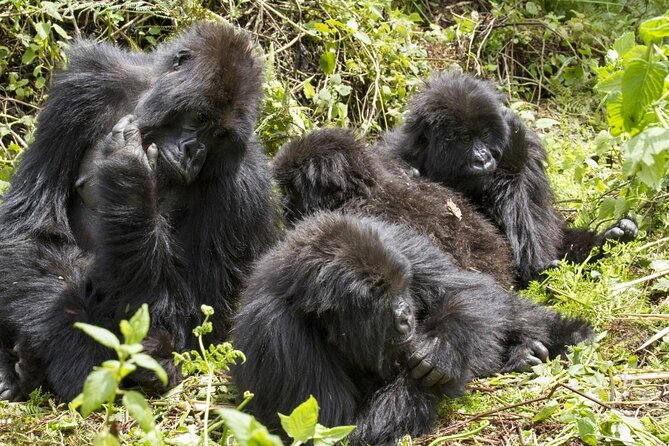 4 Days Gorilla and Chimps trek safari - Key things I’d clock before you go