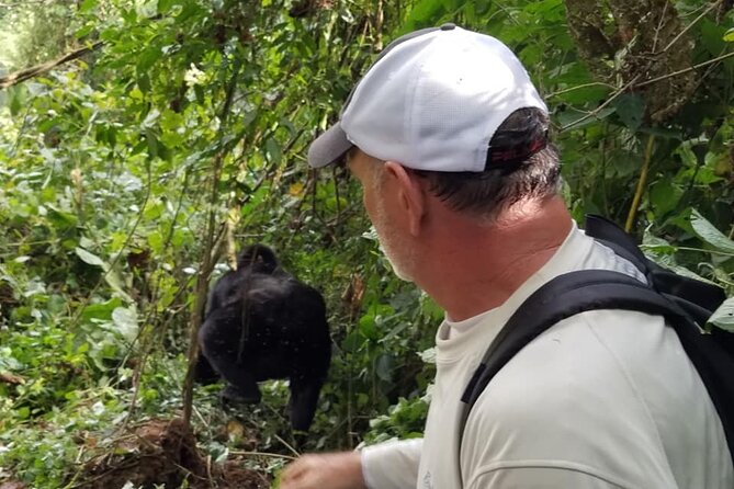4 Days Gorilla and Chimps trek safari - From Kampala to Bwindi: the drive that sets the tone