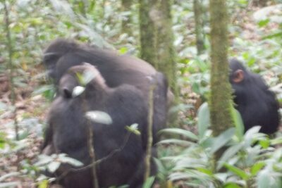 4 Days Gorilla and Chimps trek safari - Lake Bunyonyi after the forest: a calmer reset day