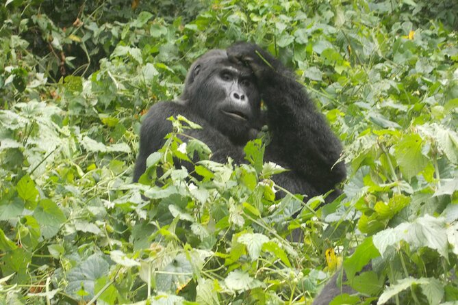 4 Days Gorilla and Chimps trek safari - What you’re paying for: is $2,470 per person good value?