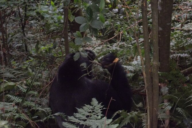 4 Days Gorilla and Chimps trek safari - Practical tips so you enjoy the trek (not just endure it)