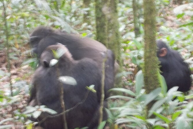 4 Days Gorilla and Chimps trek safari - Lake Bunyonyi after the forest: a calmer reset day