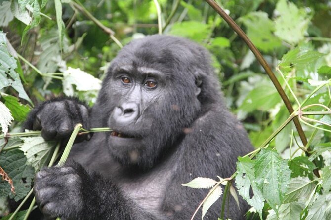 4 Days Gorilla Trekking, Lake Bunyonyi and Rwanda National Parks - Key highlights you’ll feel fast