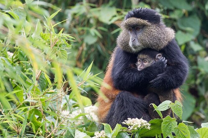 4 Days Gorilla Trekking, Lake Bunyonyi and Rwanda National Parks - Kigali Day 1: neighborhood change, genocide memorial, and getting to Musanze