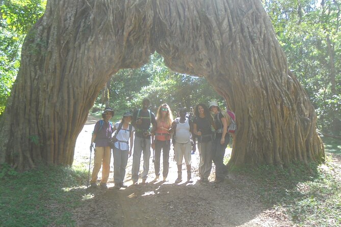 4 Days Mount Meru Climbing | Hiking | Trekking Tour - Day 4: Fast descent back to Momela Gate and Arusha/Moshi transfer