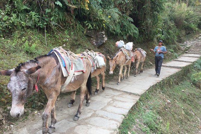 4 Days Poon Hill Trek - Day 1: from Nayapul to Hile and Ulleri (the friendly warm-up)