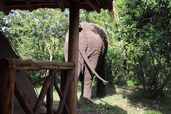 5 Day Gorillas, Wildlife and Kalinzu Forest Chimp Trek - Rwanda or Uganda? This Uganda plan hits the big wildlife beats fast
