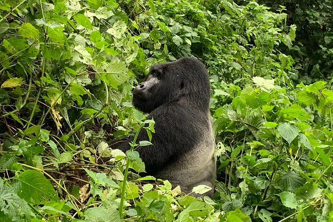 5 Day Gorillas, Wildlife and Kalinzu Forest Chimp Trek - Bwindi gorilla trek: the gate briefing is where the suspense starts