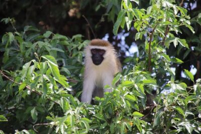 5 Day Gorillas, Wildlife and Kalinzu Forest Chimp Trek - The 8-9 hour drive day that sets the tone (Bwindi-bound)