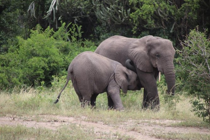 5 Day Gorillas, Wildlife and Kalinzu Forest Chimp Trek - Queen Elizabeth: Kasenyi game drives plus the Kazinga boat cruise