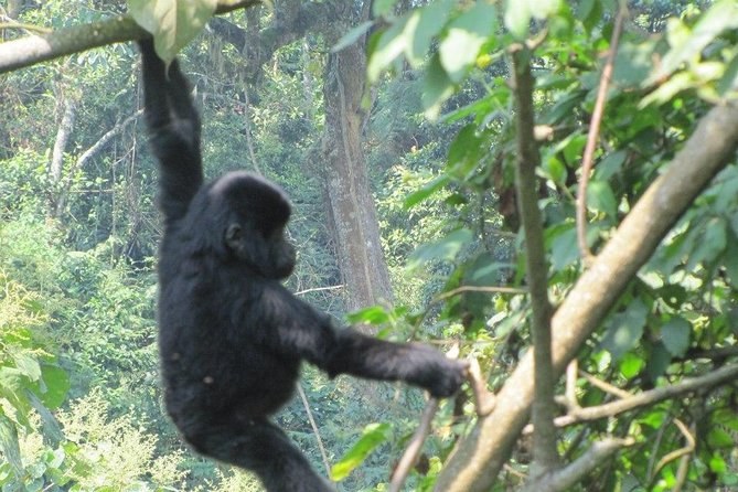 5 Day Gorillas, Wildlife and Kalinzu Forest Chimp Trek - Kalinzu chimp trek: close-up jungle watching (with no guarantees)