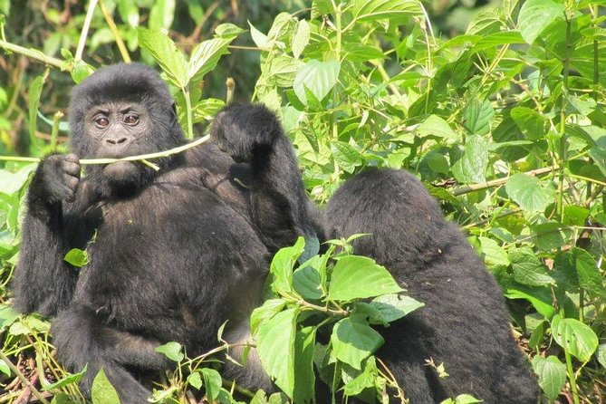 5 Day Gorillas, Wildlife and Kalinzu Forest Chimp Trek - What’s included, and why that matters more than it sounds