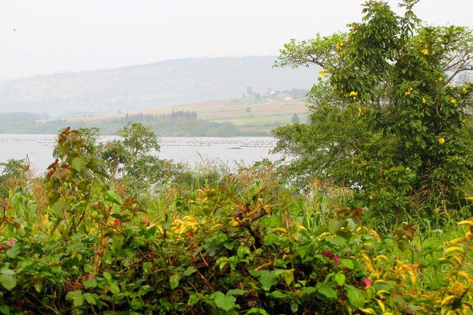 5 Day Gorillas, Wildlife and Kalinzu Forest Chimp Trek - Guides, drivers, and the vibe: what the named team adds