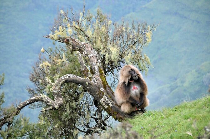 5-Day Northern Ethiopia Tour : 3D Simien Mountains Trek & Axum. - Key highlights to know before you go