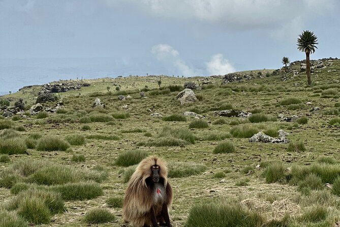 5-Day Northern Ethiopia Tour : 3D Simien Mountains Trek & Axum. - Axum monuments plus a Simien trek: why this combo works
