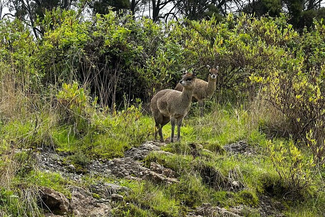 5-Day Northern Ethiopia Tour : 3D Simien Mountains Trek & Axum. - Day 4 to Geech: river valleys, the Jinbar abyss, and trekking pace